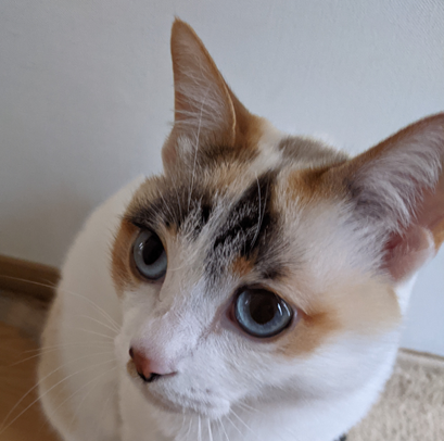 こころみたすペット思い出セレモニーにて葬儀したペットちゃん | イチちゃん