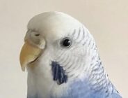 こころみたすペット思い出セレモニーにて葬儀したペットちゃん | ぴーちゃん