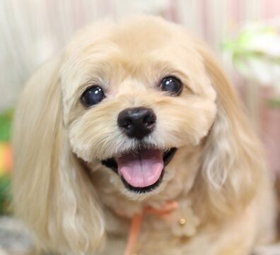 こころみたすペット思い出セレモニーにて葬儀したペットちゃん | しゅうちゃん