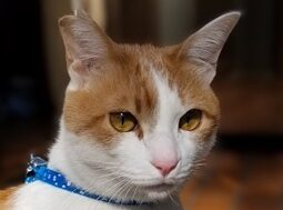 こころみたすペット思い出セレモニーにて葬儀したペットちゃん | ミー太くん