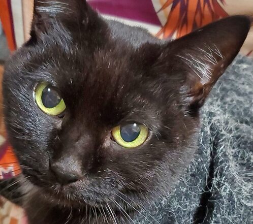 こころみたすペット思い出セレモニーにて葬儀したペットちゃん | キキちゃん