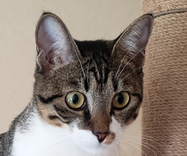 こころみたすペット思い出セレモニーにて葬儀したペットちゃん | ココちゃん