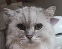 こころみたすペット思い出セレモニーにて葬儀したペットちゃん | ミーミーくん