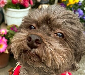 こころみたすペット思い出セレモニーにて葬儀したペットちゃん | ゴンくん