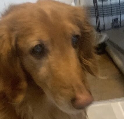 こころみたすペット思い出セレモニーにて葬儀したペットちゃん | トーマくん