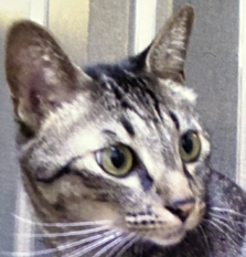 こころみたすペット思い出セレモニーにて葬儀したペットちゃん | アーサーくん