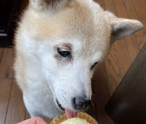 こころみたすペット思い出セレモニーにて葬儀したペットちゃん | きなこちゃん