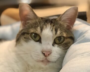 こころみたすペット思い出セレモニーにて葬儀したペットちゃん | なのはちゃん