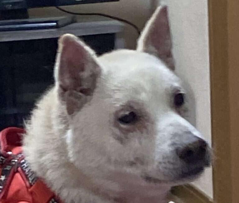 りんちゃん | こころみたす ペット思い出セレモニー