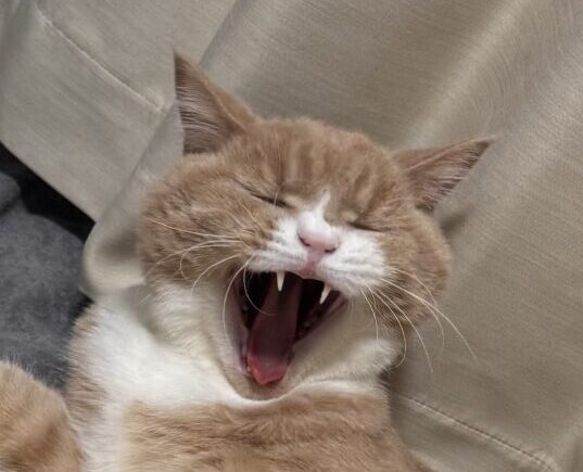 こころみたすペット思い出セレモニーにて葬儀したペットちゃん | うにくん