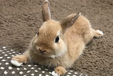 こころみたすペット思い出セレモニーにて葬儀したペットちゃん | さくくん