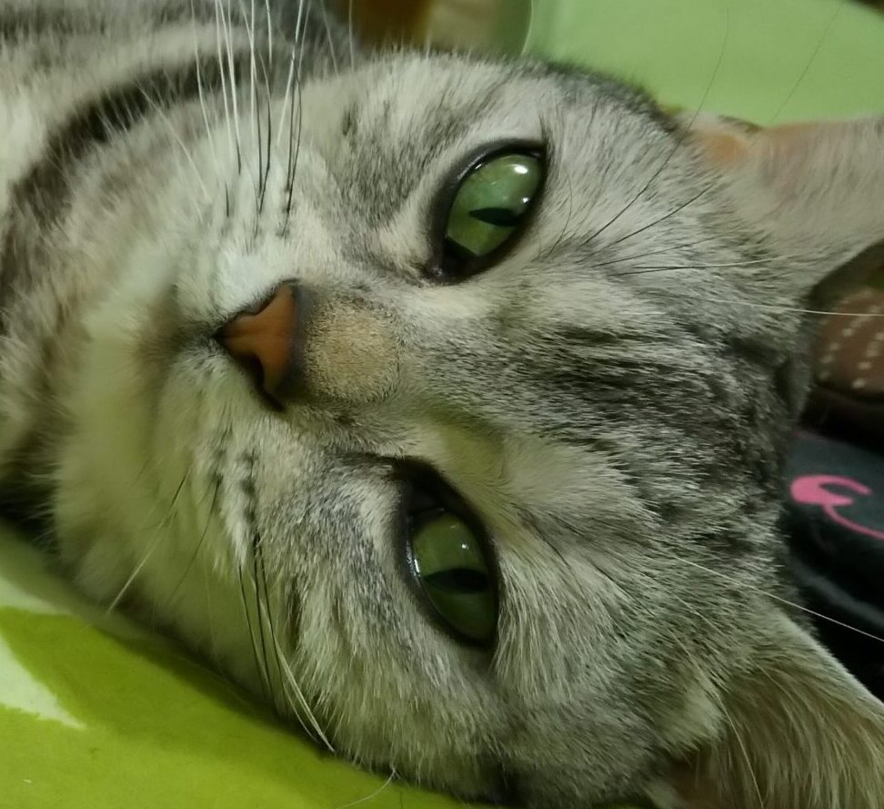 桜ちゃん | こころみたす ペット思い出セレモニー