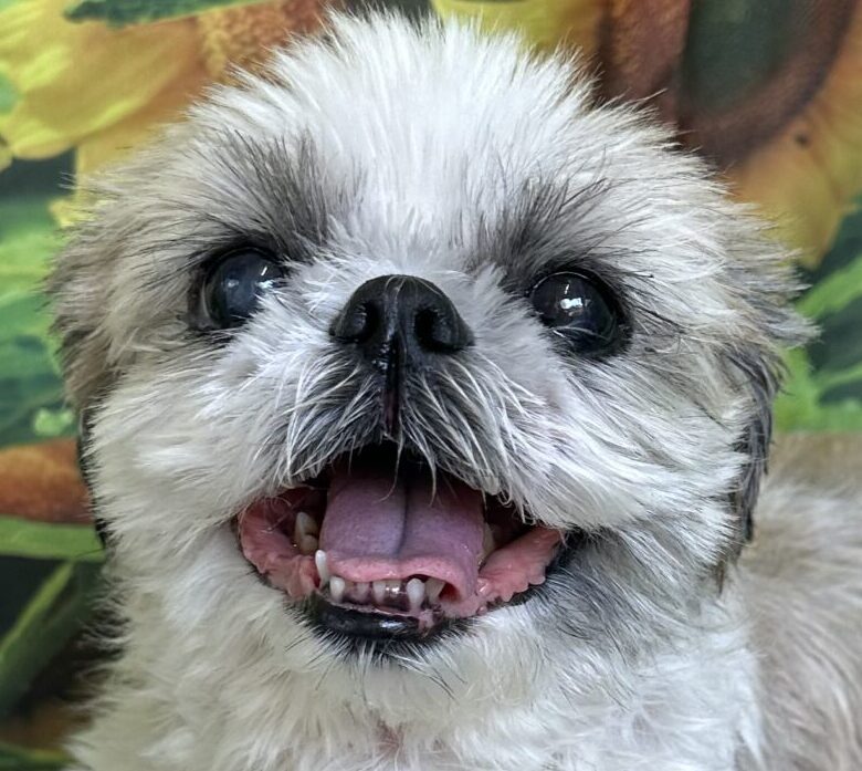 こころみたすペット思い出セレモニーにて葬儀したペットちゃん | ハグちゃん