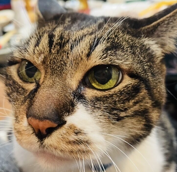 ロックくん | こころみたす ペット思い出セレモニー