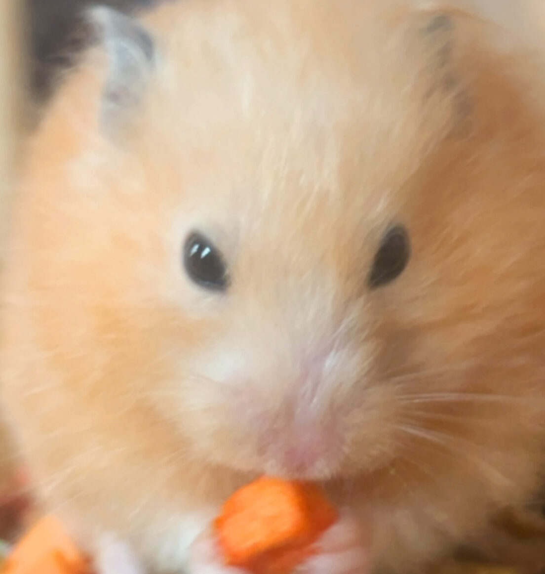 こころみたすペット思い出セレモニーにて葬儀したペットちゃん | きなこちゃん