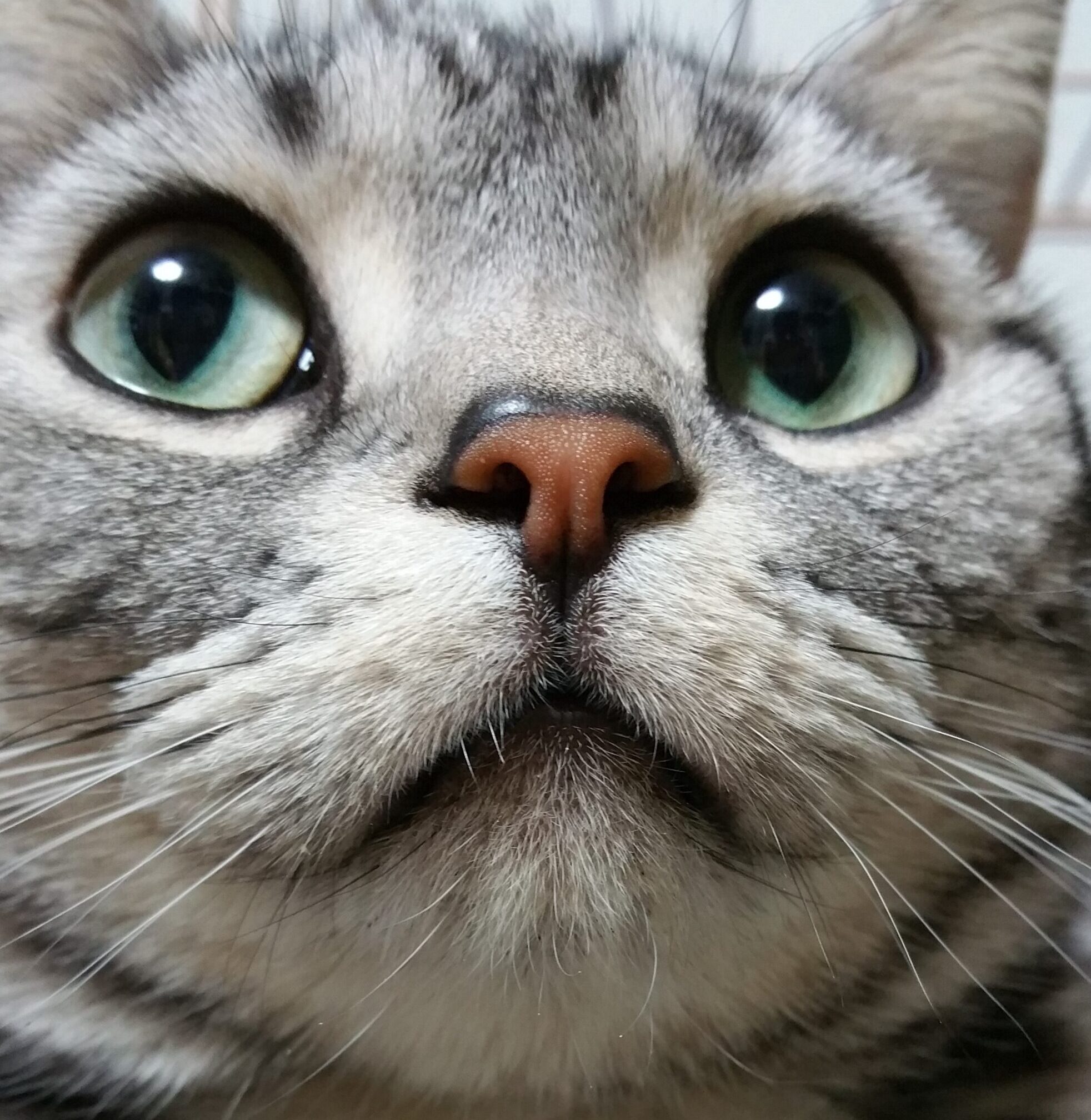 パピーくん | こころみたす ペット思い出セレモニー