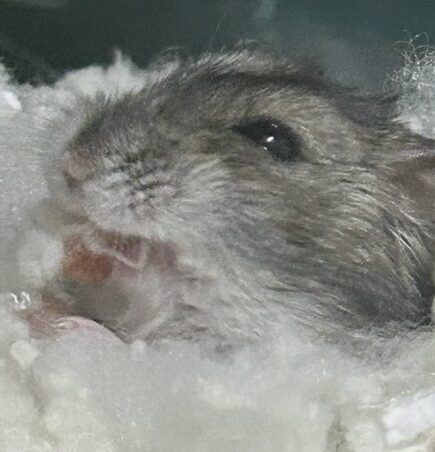 もちちゃん | こころみたす ペット思い出セレモニー