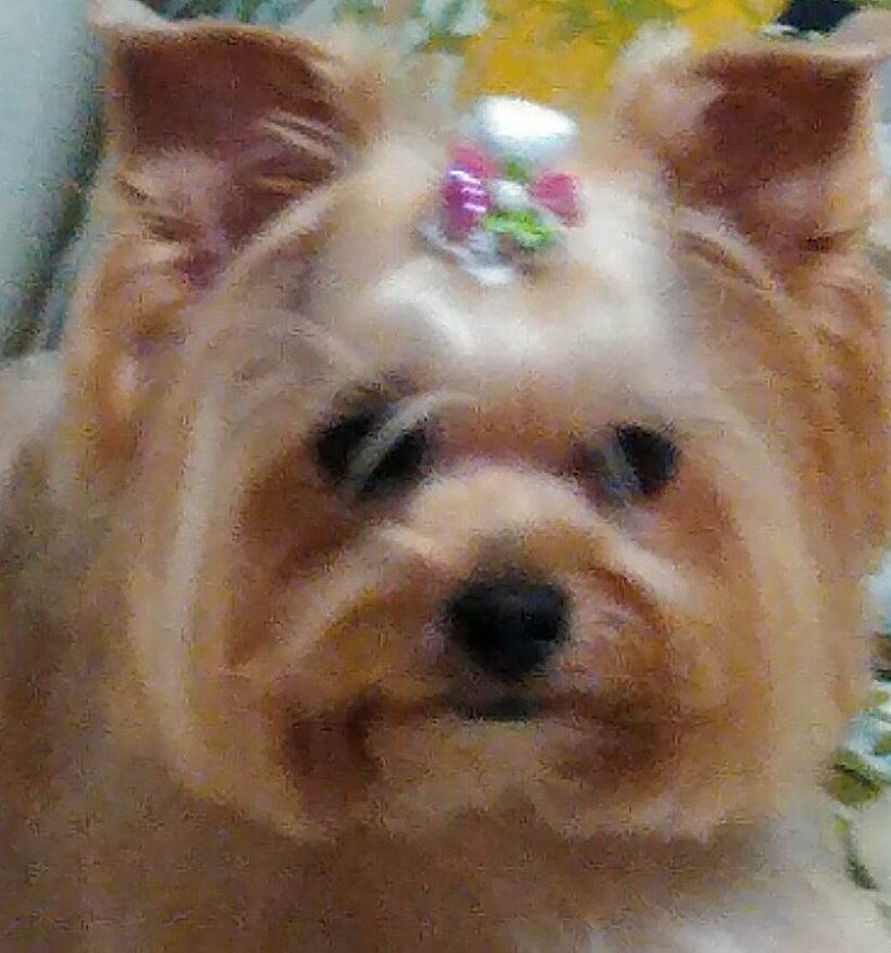 ベッキーちゃん | こころみたす ペット思い出セレモニー