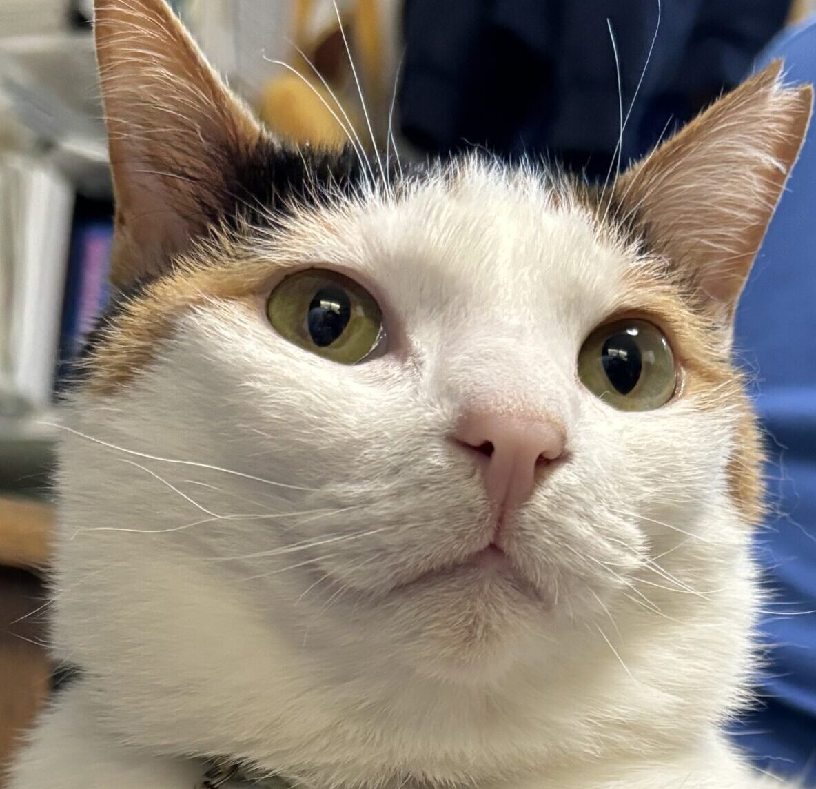 こころみたすペット思い出セレモニーにて葬儀したペットちゃん | きなこちゃん