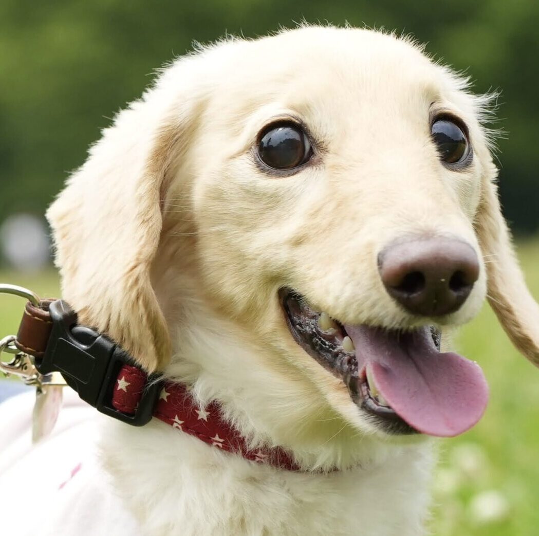 こころみたすペット思い出セレモニーにて葬儀したペットちゃん | 夢叶ちゃん