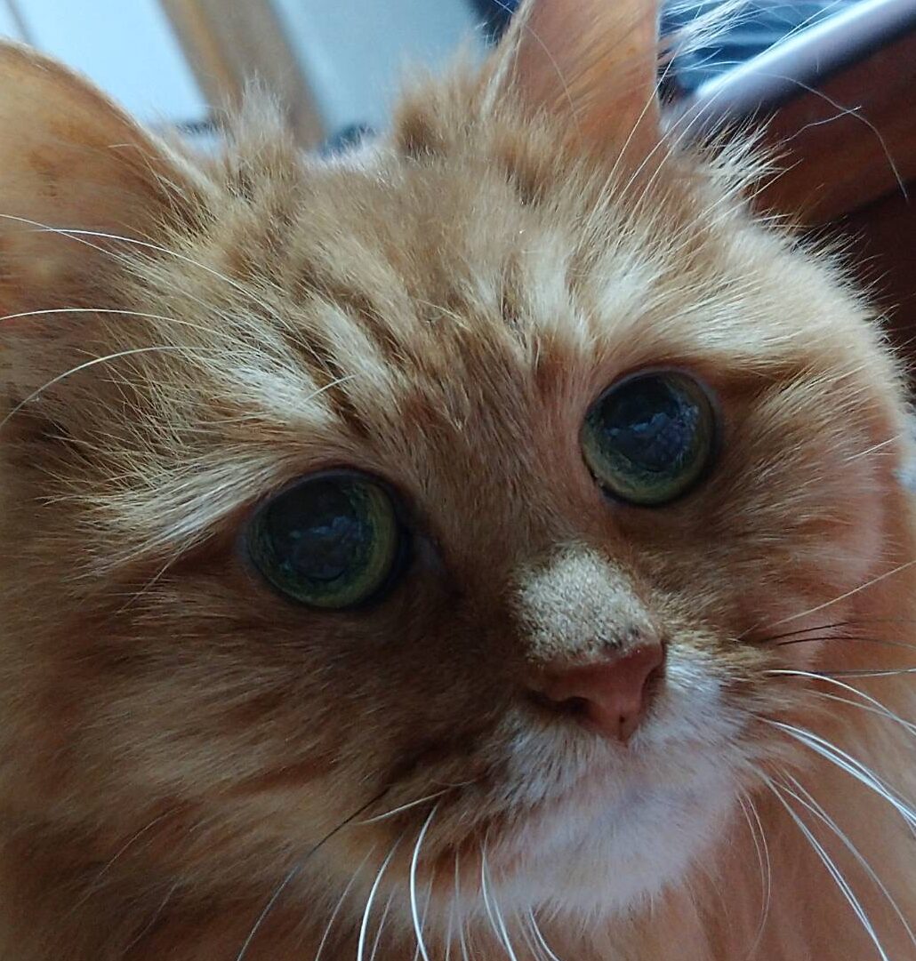 しずくちゃん | こころみたす ペット思い出セレモニー