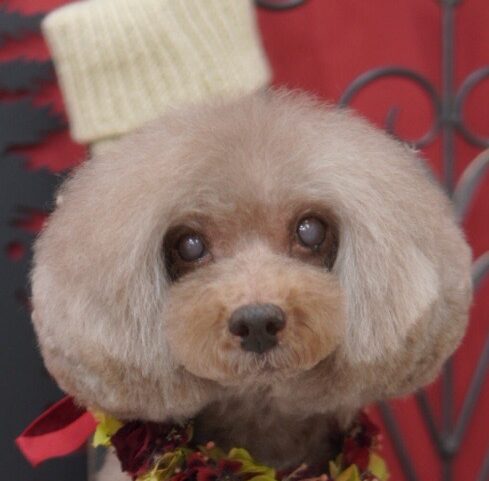 こころみたすペット思い出セレモニーにて葬儀したペットちゃん | バニラちゃん