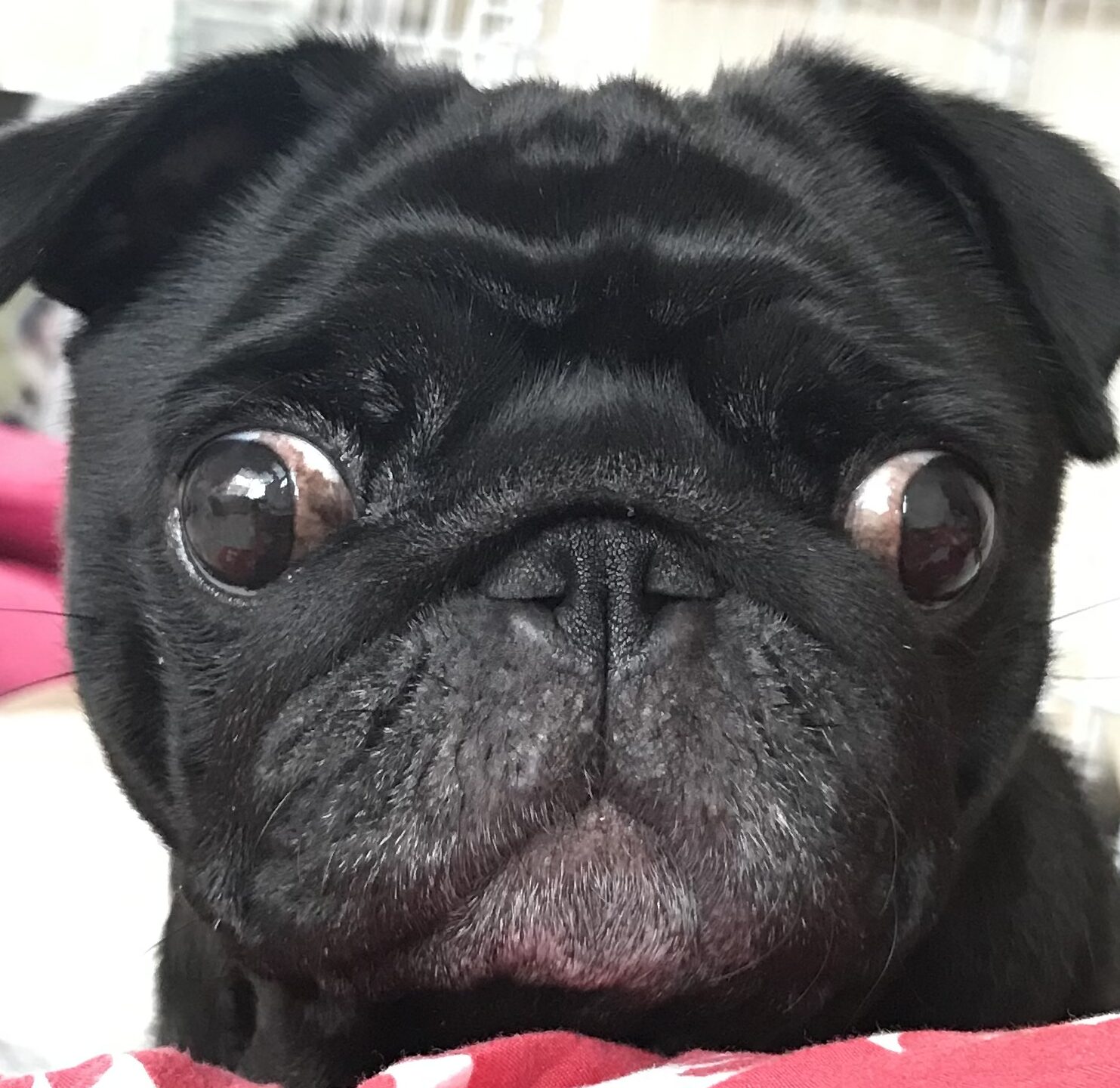 こころみたすペット思い出セレモニーにて葬儀したペットちゃん | こまめちゃん