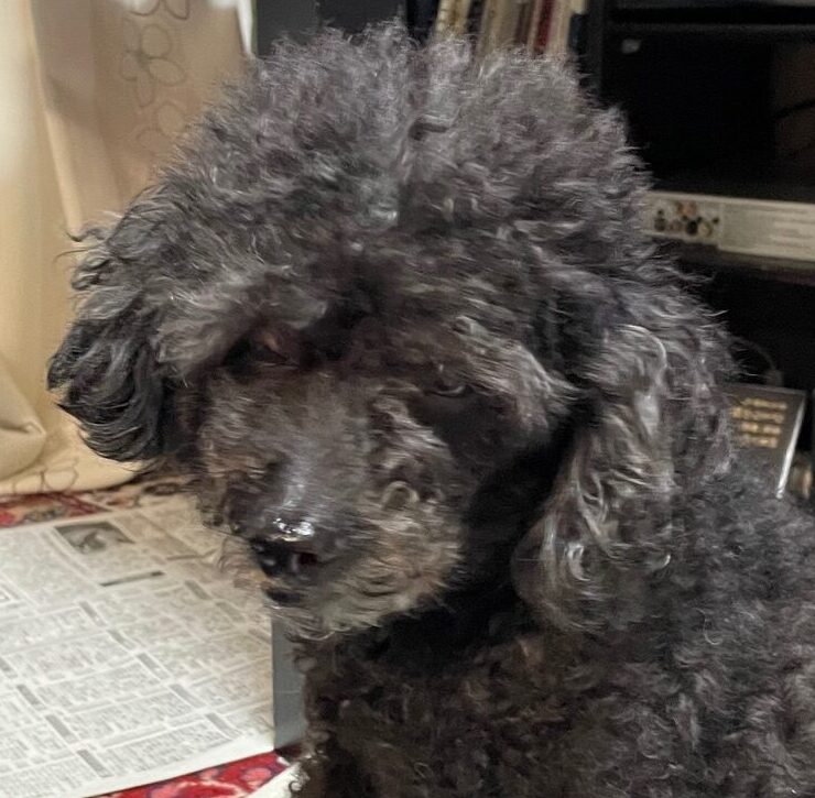 こころみたすペット思い出セレモニーにて葬儀したペットちゃん | クロスケくん