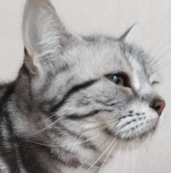 プリンちゃん | こころみたす ペット思い出セレモニー