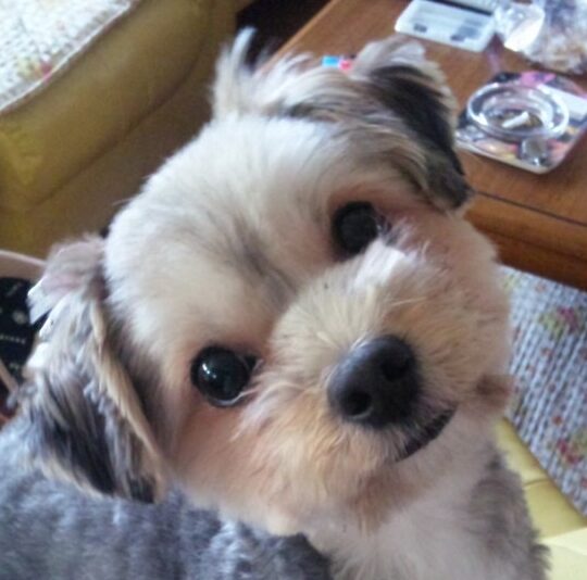 こころみたすペット思い出セレモニーにて葬儀したペットちゃん | ピノちゃん