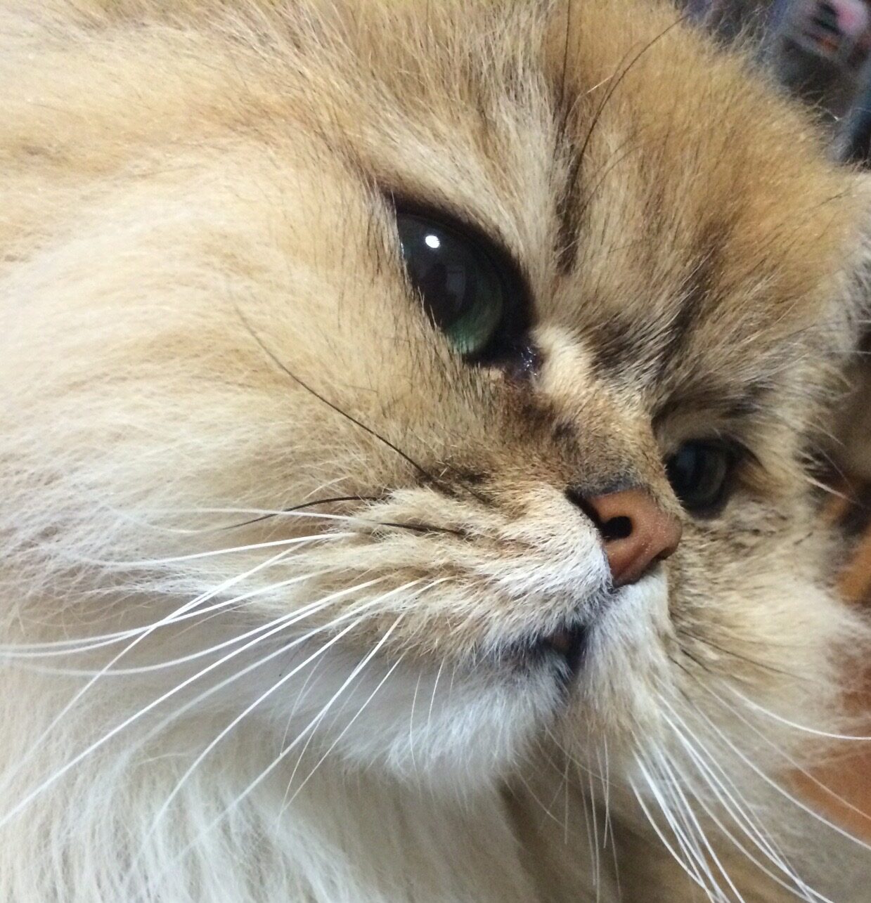 こころみたすペット思い出セレモニーにて葬儀したペットちゃん | たいがくん