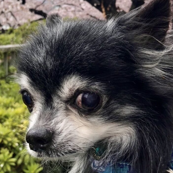 こころみたすペット思い出セレモニーにて葬儀したペットちゃん | 波夏くん