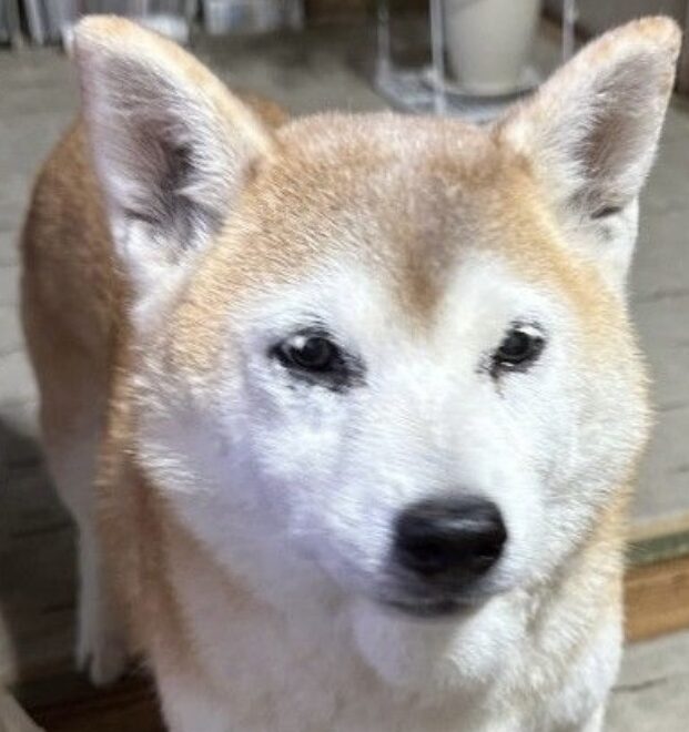 こころみたすペット思い出セレモニーにて葬儀したペットちゃん | 小梅ちゃん