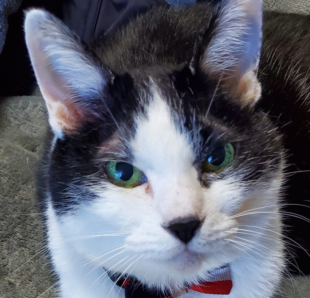 ふうこちゃん | こころみたす ペット思い出セレモニー