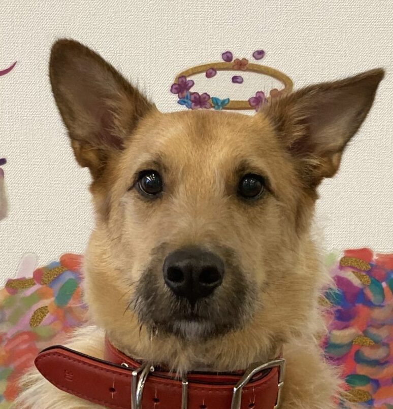 もくくん | こころみたす ペット思い出セレモニー