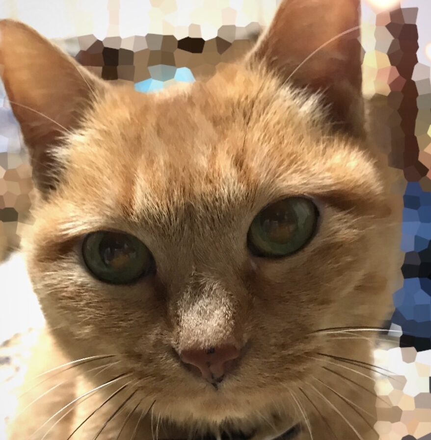 リンちゃん | こころみたす ペット思い出セレモニー