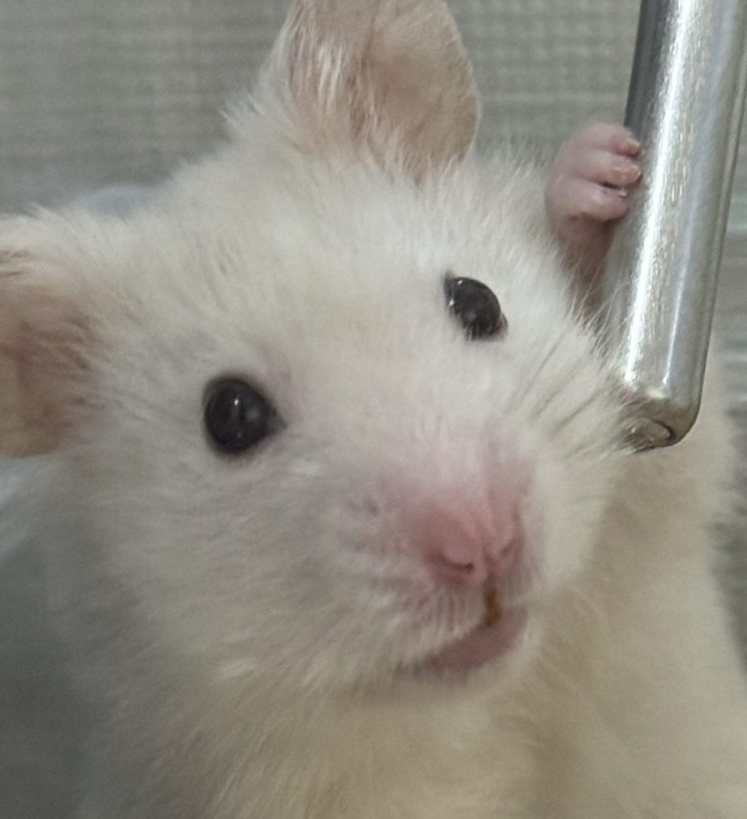 ふぁいぶくん | こころみたす ペット思い出セレモニー