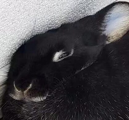 小望月ちゃん | こころみたす ペット思い出セレモニー