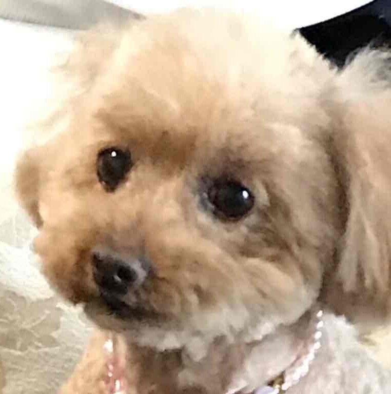 こころみたすペット思い出セレモニーにて葬儀したペットちゃん | モカちゃん