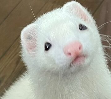 こころみたすペット思い出セレモニーにて葬儀したペットちゃん | テチュくん