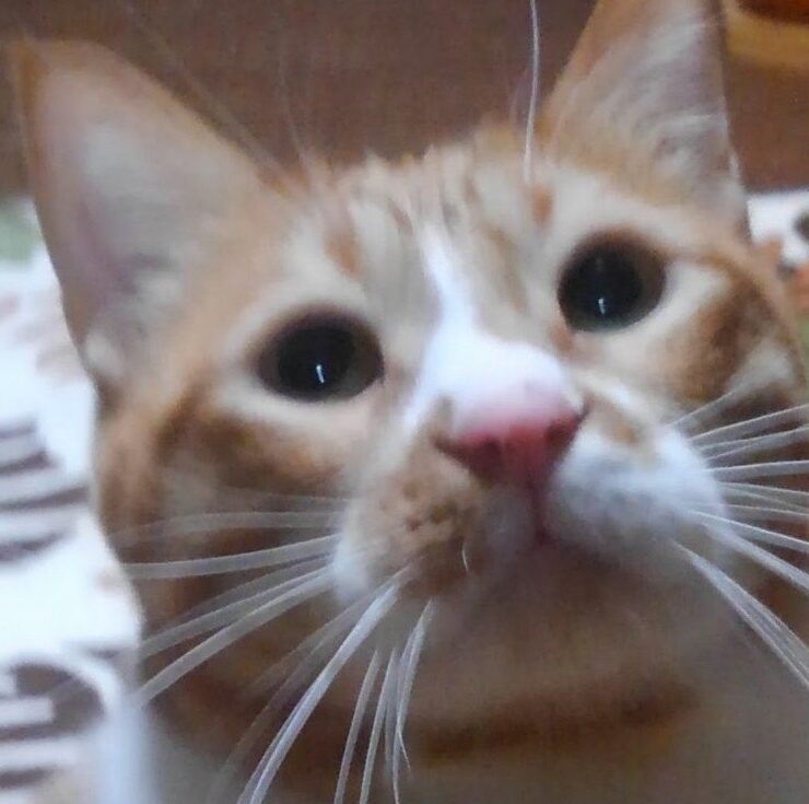 こころみたすペット思い出セレモニーにて葬儀したペットちゃん | コジロウくん