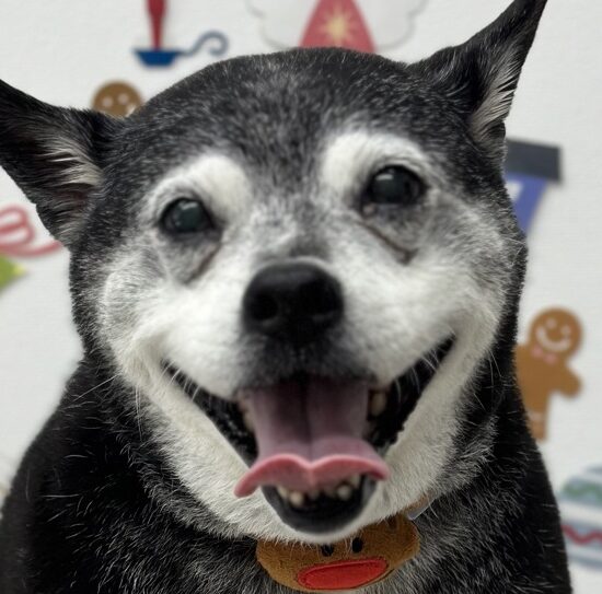 こころみたすペット思い出セレモニーにて葬儀したペットちゃん | ナナちゃん