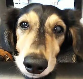 こころみたすペット思い出セレモニーにて葬儀したペットちゃん | 力丸くん