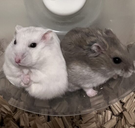 こころみたすペット思い出セレモニーにて葬儀したペットちゃん | バブくん