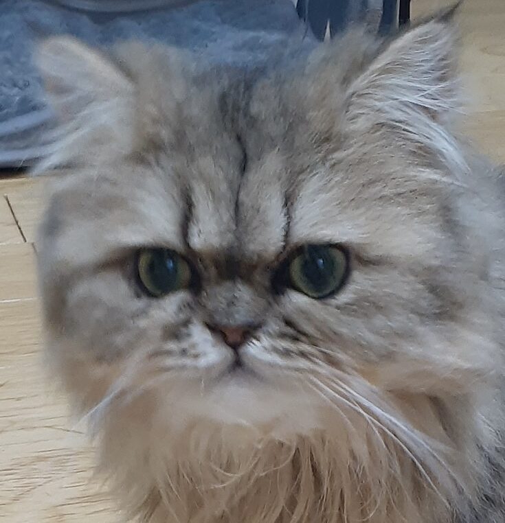 こころみたすペット思い出セレモニーにて葬儀したペットちゃん | うづうくん