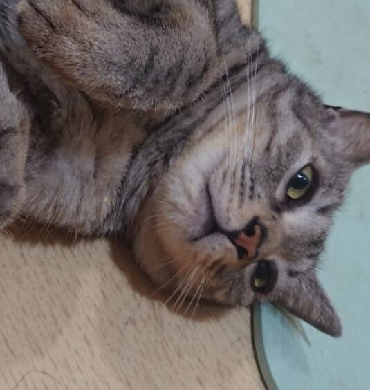 こころみたすペット思い出セレモニーにて葬儀したペットちゃん | つばきくん