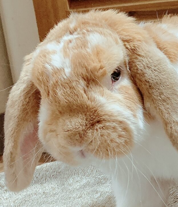 こころみたすペット思い出セレモニーにて葬儀したペットちゃん | ごん太くん