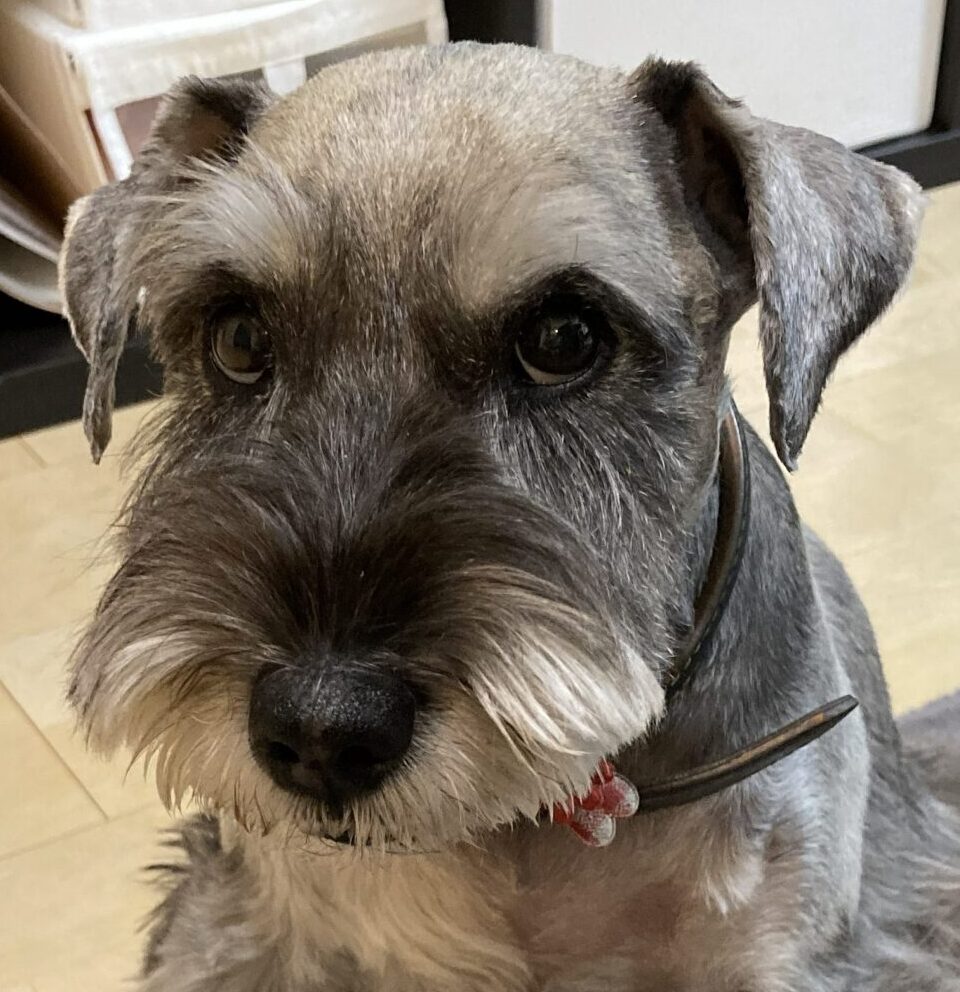 こころみたすペット思い出セレモニーにて葬儀したペットちゃん | アズキちゃん