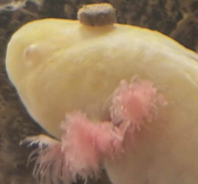 こころみたすペット思い出セレモニーにて葬儀したペットちゃん | アルピノくん