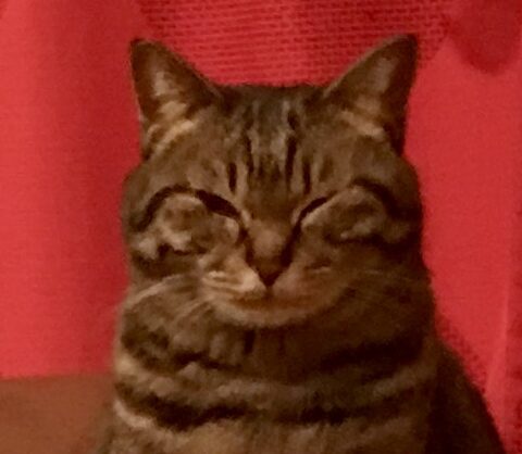 こころみたすペット思い出セレモニーにて葬儀したペットちゃん | ウォッカちゃん